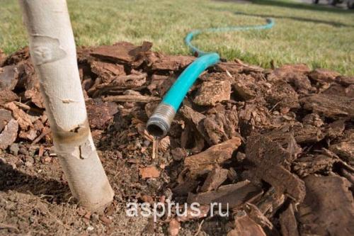 Как поливать плодовые деревья осенью. Добавление статьи в новую подборку 04 Как поливать плодовые деревья осенью. Добавление статьи в новую подборку 04