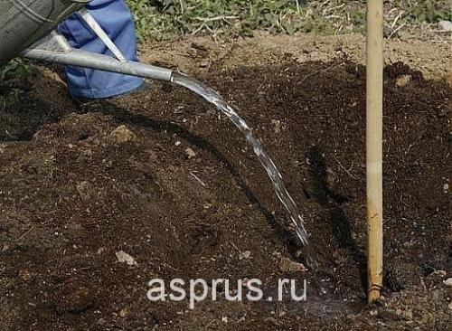 Как поливать плодовые деревья осенью. Добавление статьи в новую подборку 03 Как поливать плодовые деревья осенью. Добавление статьи в новую подборку 03