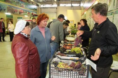 Столовый сорт винограда для татарстана. И в Татарстане растет виноград