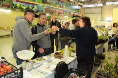 Столовый сорт винограда для татарстана. И в Татарстане растет виноград