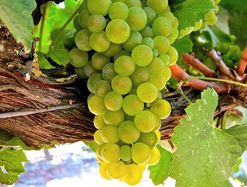 Столовый сорт винограда. Что значит столовый сорт 09