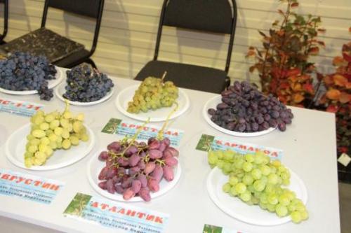 Столовый сорт винограда для татарстана. И в Татарстане растет виноград