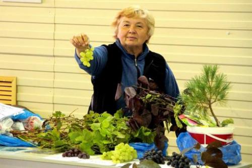 Столовый сорт винограда для татарстана. И в Татарстане растет виноград