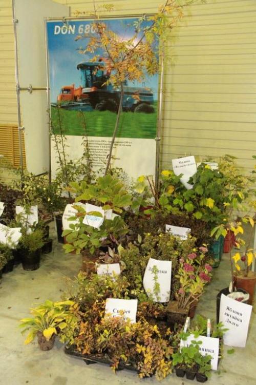 Столовый сорт винограда для татарстана. И в Татарстане растет виноград