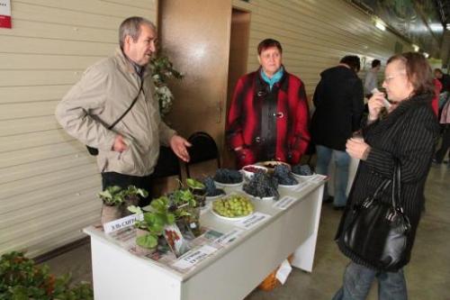 Столовый сорт винограда для татарстана. И в Татарстане растет виноград