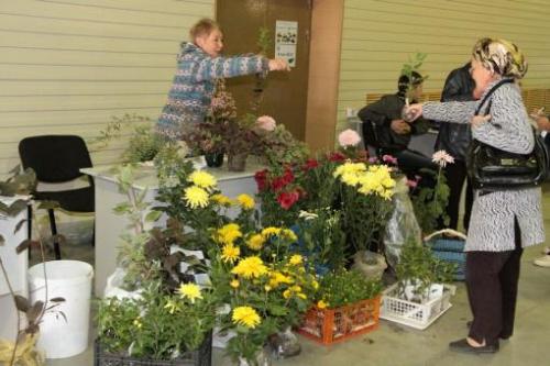 Столовый сорт винограда для татарстана. И в Татарстане растет виноград