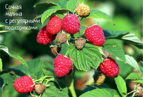 Как правильно ухаживать за фруктовыми деревьями после сбора урожая 03