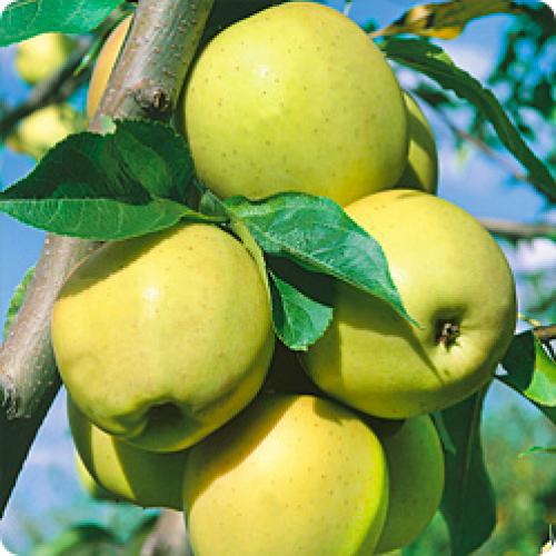 Какие яблони лучше посадить на даче. Какие яблони посадить в своем саду