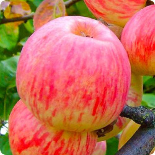 Какие яблони лучше посадить на даче. Какие яблони посадить в своем саду