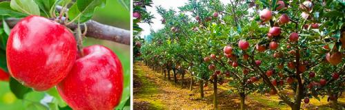 Какие яблони лучше посадить на даче. Какие яблони посадить в своем саду