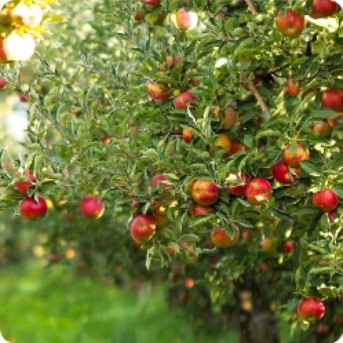 Какие яблони лучше посадить на даче. Какие яблони посадить в своем саду