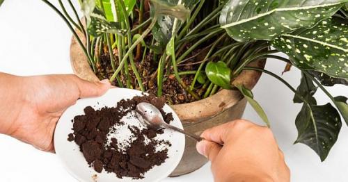 Эффективные органические удобрения для комнатных растений 05 Эффективные органические удобрения для комнатных растений 05