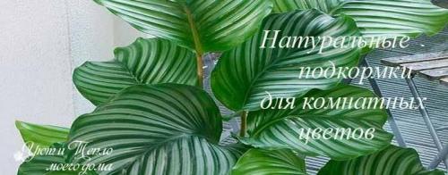 Какие другие методы удобрения можно использовать для комнатных растений, если органические удобрения недоступны. Подкормка комнатных цветов домашними средствами