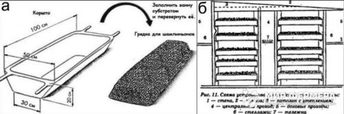 Как посадить шампиньоны на участке. Подготовка покупной грибницы 02 Как посадить шампиньоны на участке. Подготовка покупной грибницы 02