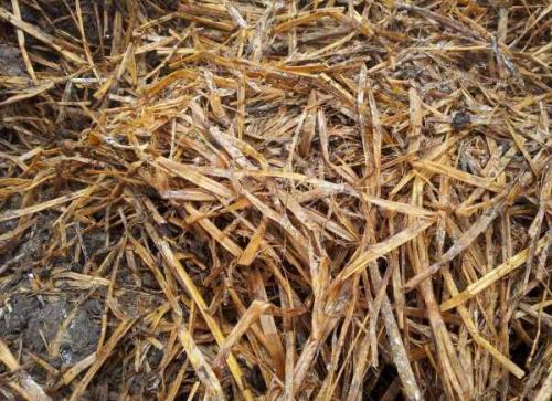 Как посадить шампиньоны на участке. Подготовка покупной грибницы 05 Как посадить шампиньоны на участке. Подготовка покупной грибницы 05