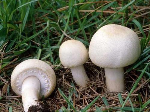 Как посадить шампиньоны на участке. Подготовка покупной грибницы 06 Как посадить шампиньоны на участке. Подготовка покупной грибницы 06