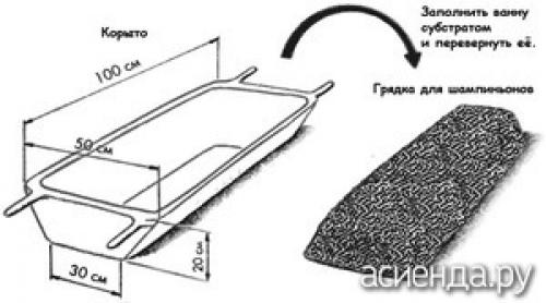 Как вырастить шампиньоны на даче. Выращиваем шампиньоны на даче