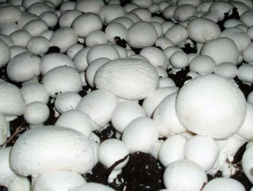 Как посадить шампиньоны на участке. Подготовка покупной грибницы 03 Как посадить шампиньоны на участке. Подготовка покупной грибницы 03