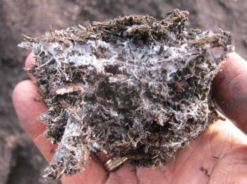 Как посадить шампиньоны на участке. Подготовка покупной грибницы 04 Как посадить шампиньоны на участке. Подготовка покупной грибницы 04