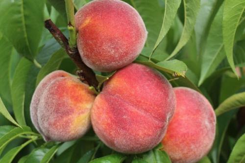 Яблоко персик сорт. Самые лучшие сорта персиков с фото и описанием