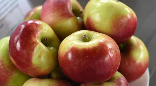 Дегустационная оценка яблок. 10 самых вкусных сортов яблок на дегустационном марафоне 01