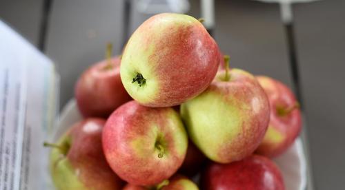 Дегустационная оценка яблок. 10 самых вкусных сортов яблок на дегустационном марафоне 03