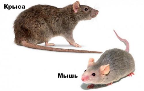 Как определить крыса или мышь в доме. Внешние отличия