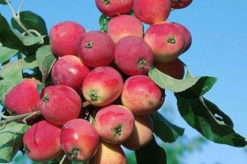 Розовые яблоки: что это и как их выращивать 12 Розовые яблоки: что это и как их выращивать 12
