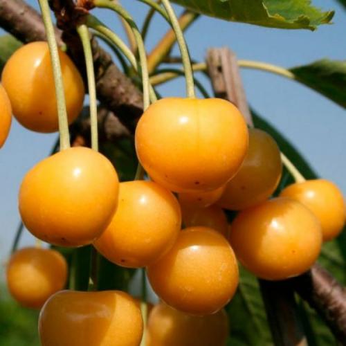 Что такое самоплодные сорта черешни. Лучшие сорта самоплодной черешни для высаживания в средней полосе