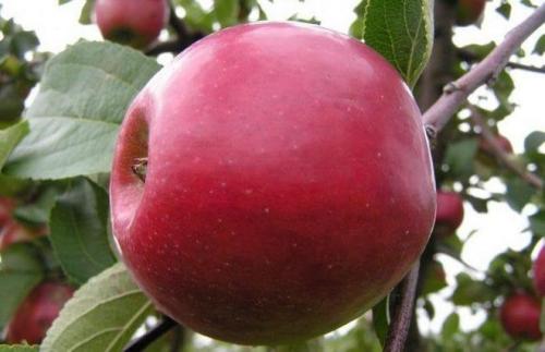 Розовые яблоки: что это и как их выращивать 13 Розовые яблоки: что это и как их выращивать 13