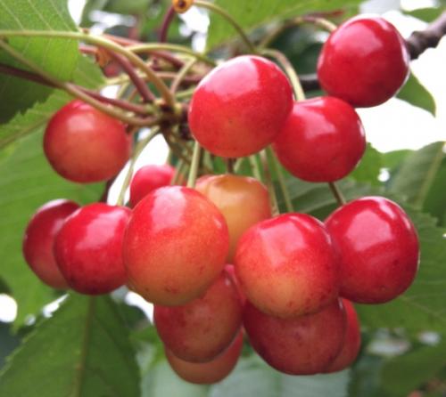 Что такое самоплодные сорта черешни. Лучшие сорта самоплодной черешни для высаживания в средней полосе