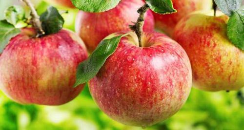 Розовые яблоки: что это и как их выращивать 10 Розовые яблоки: что это и как их выращивать 10