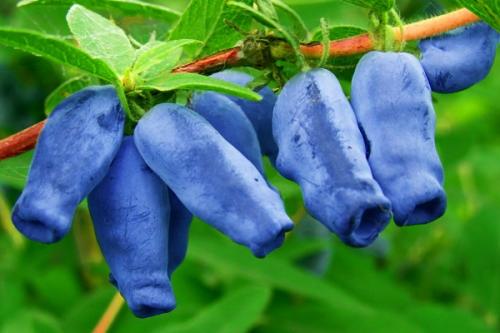 Совместимость айвы с другими деревьями. Соседи вишни на участке, что можно и нельзя сажать рядом