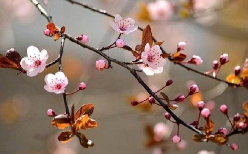 Соседство плодовых деревьев и кустарников таблица. Таблица совместимости 21 Соседство плодовых деревьев и кустарников таблица. Таблица совместимости 21