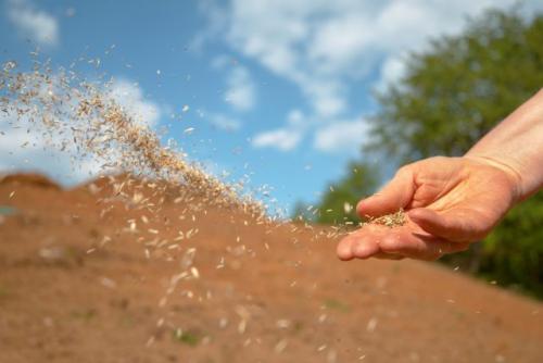 Какие растения можно использовать для улучшения почвы в севообороте. Такие похожие и разные — однолетние и многолетние сидераты