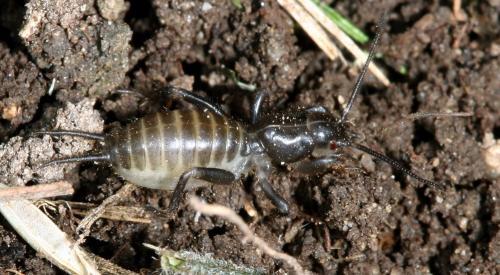 Какие факторы могут привести к появлению моркови рогатой на грядке. Основные причины