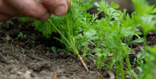 Удивительная морковь: почему она может быть кривой или рогатой 03 Удивительная морковь: почему она может быть кривой или рогатой 03