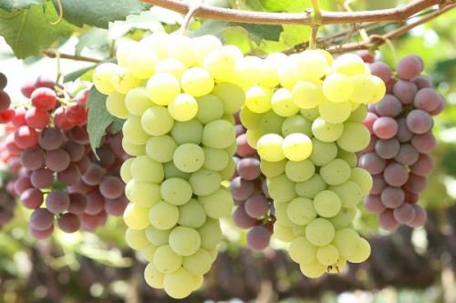 Совместимость абрикоса с другими. Соседи абрикоса на участке, с чем сажать рядом