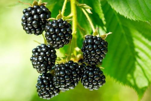 Совместимость абрикоса с другими. Соседи абрикоса на участке, с чем сажать рядом