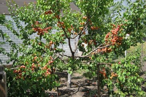 Совместимость абрикоса с другими. Соседи абрикоса на участке, с чем сажать рядом