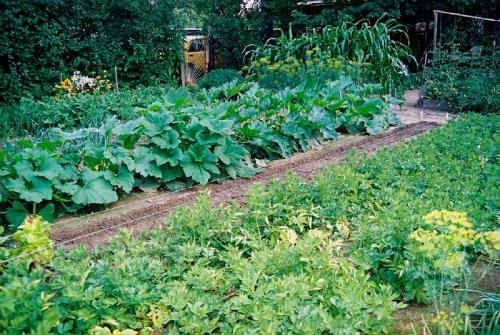 Совместимость абрикоса и сливы. Совместимость растений. Част.  Конкуренты и враги