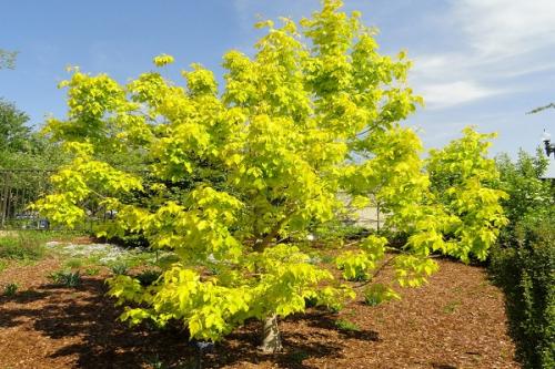 Совместимость абрикоса с другими. Соседи абрикоса на участке, с чем сажать рядом