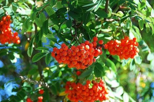 Совместимость абрикоса с другими. Соседи абрикоса на участке, с чем сажать рядом