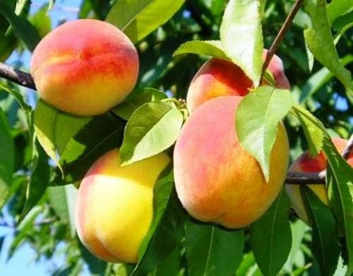 Совместимость абрикоса и сливы. Совместимость растений. Част.  Конкуренты и враги