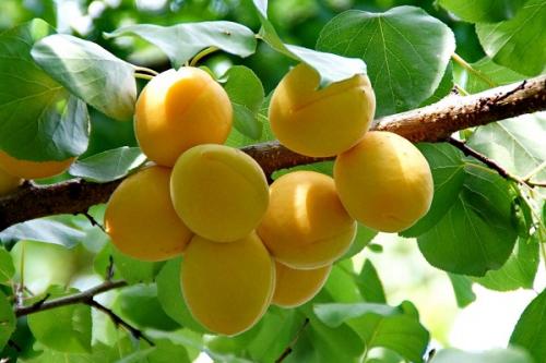 Совместимость абрикоса с другими. Соседи абрикоса на участке, с чем сажать рядом