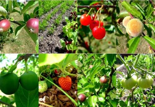 Совместимость абрикоса и сливы. Совместимость растений. Част.  Конкуренты и враги