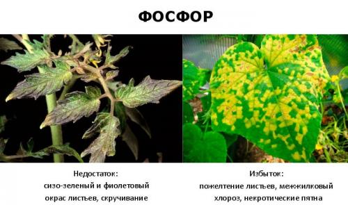 Суперфосфат удобрение. Что это такое?