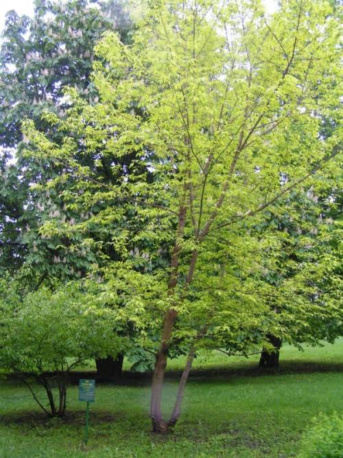 Что посадить рядом с грушей на даче. Что можно посадить в саду рядом с грушей — яблоня лучший сосед