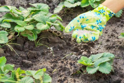 Клубника удобрение осенью. Чем подкормить клубнику осенью в авгусе-сентябре для следующего урожая