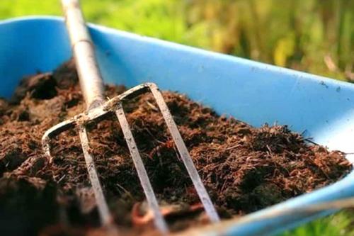 Клубника удобрение осенью. Чем подкормить клубнику осенью в авгусе-сентябре для следующего урожая